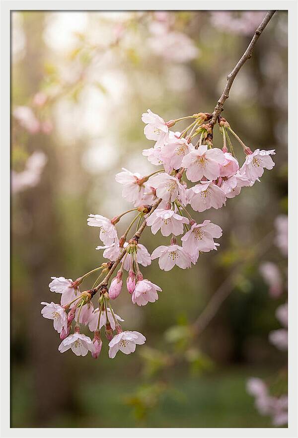 Cherry Blossom Branch