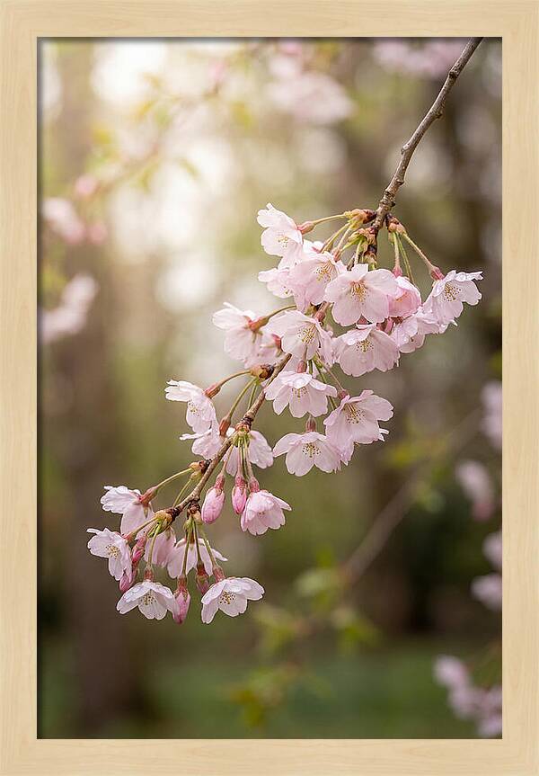 Cherry Blossom Branch