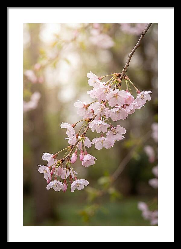 Cherry Blossom Branch