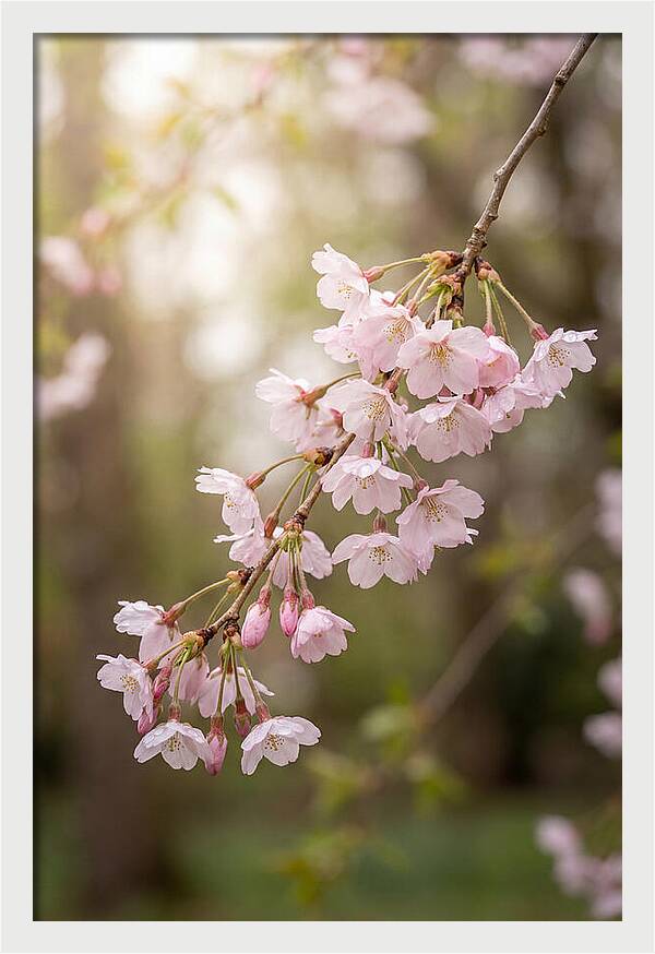 Cherry Blossom Branch