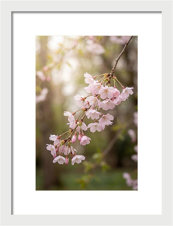 Cherry Blossom Branch