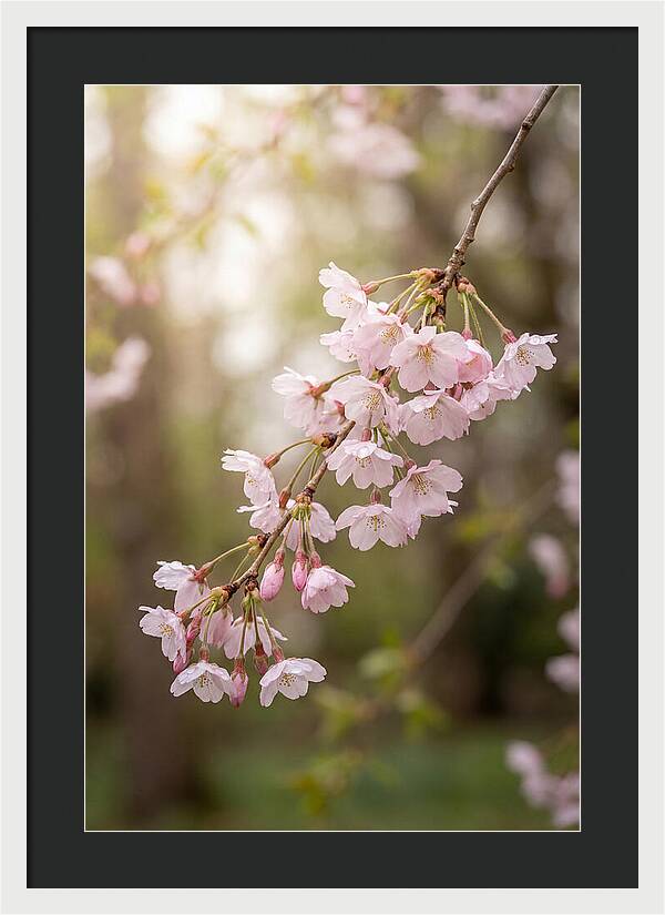 Cherry Blossom Branch