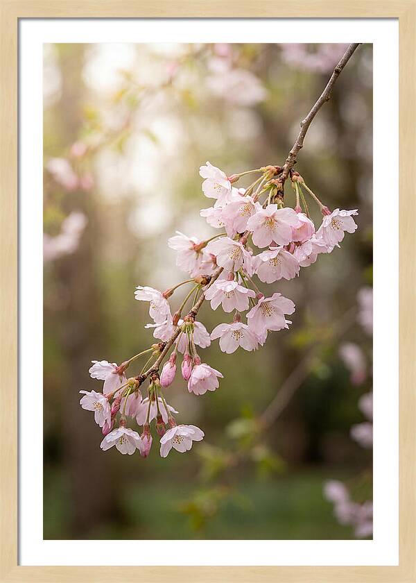 Cherry Blossom Branch