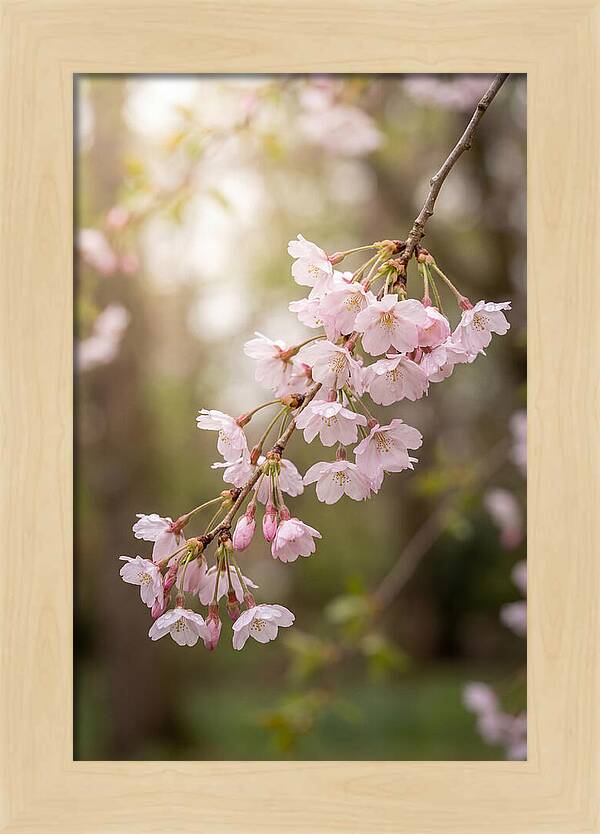 Cherry Blossom Branch