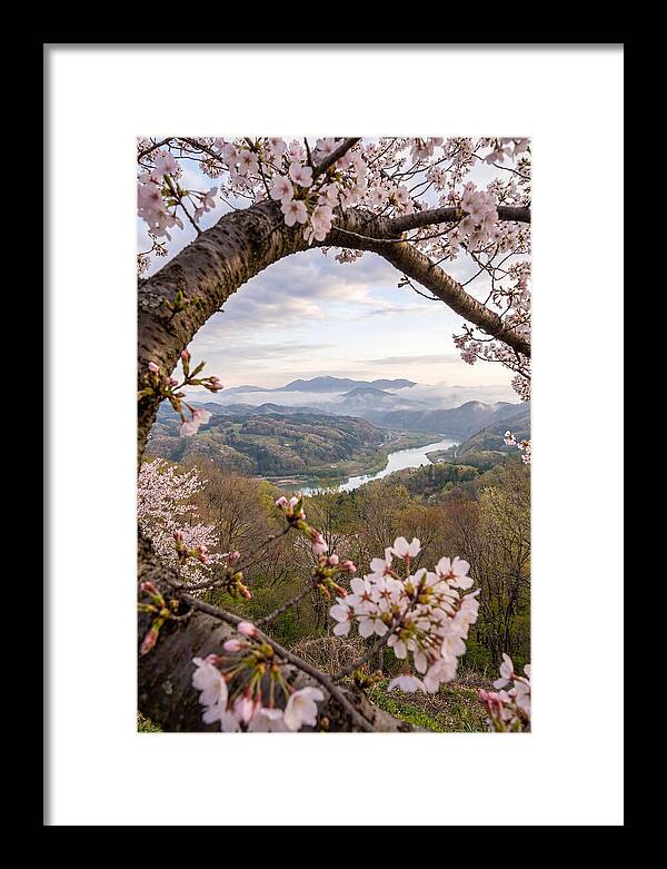 Cherry Blossom Framed View
