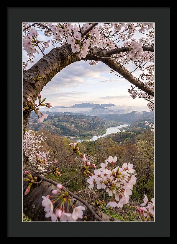 Cherry Blossom Framed View