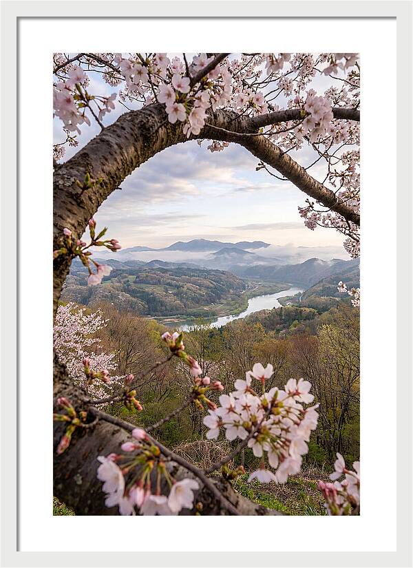 Cherry Blossom Framed View