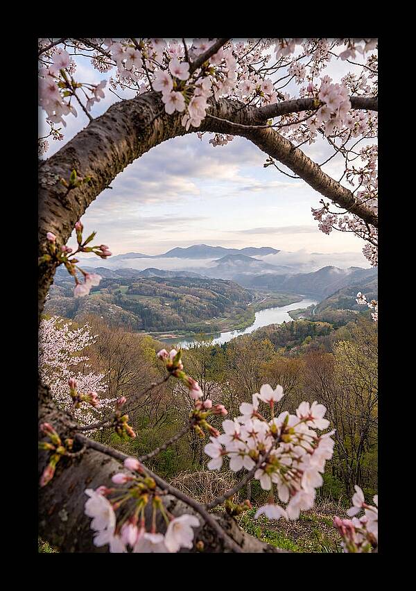 Cherry Blossom Framed View