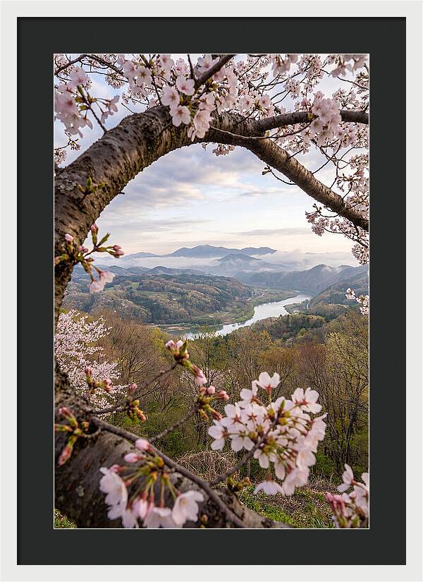 Cherry Blossom Framed View