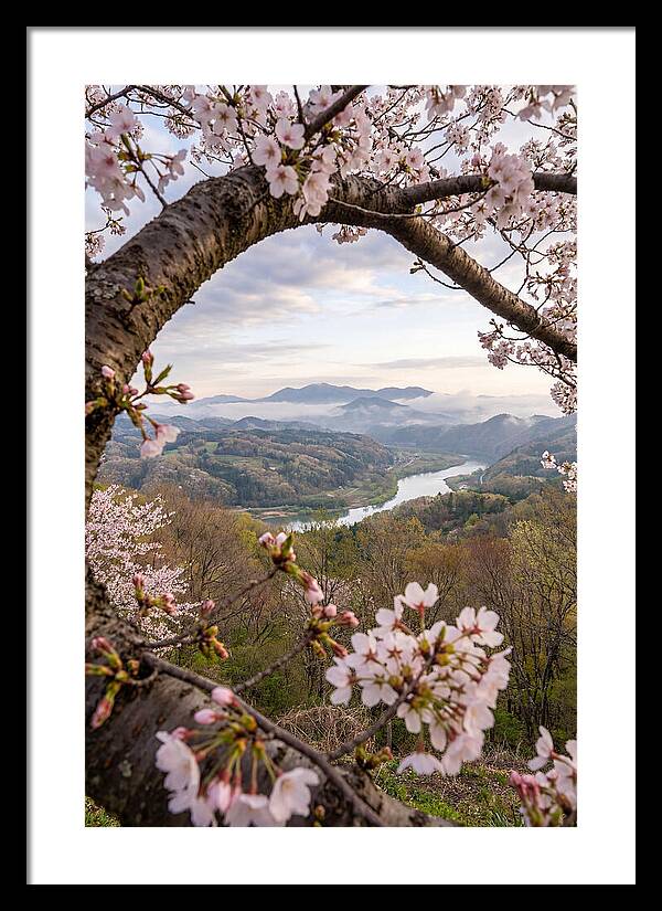 Cherry Blossom Framed View