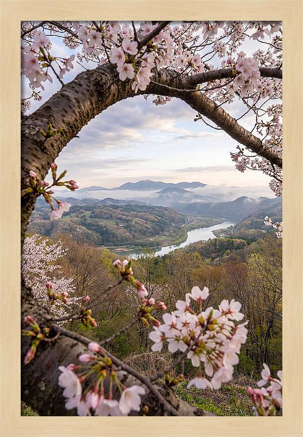 Cherry Blossom Framed View