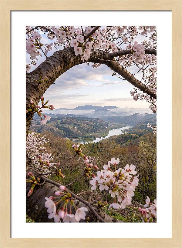 Cherry Blossom Framed View