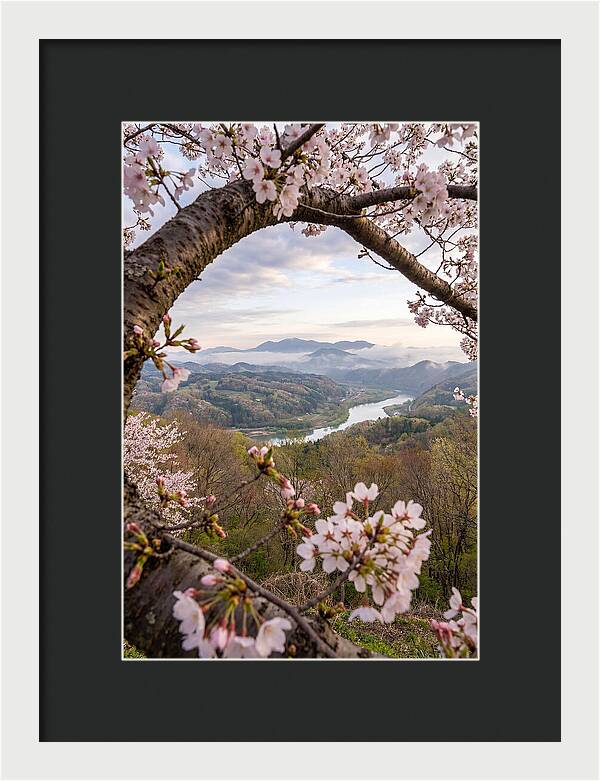 Cherry Blossom Framed View