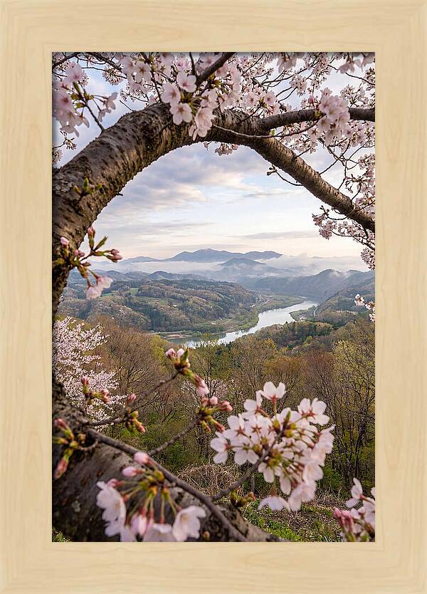 Cherry Blossom Framed View