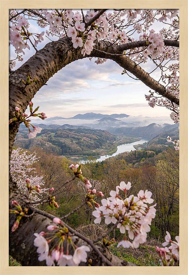 Cherry Blossom Framed View