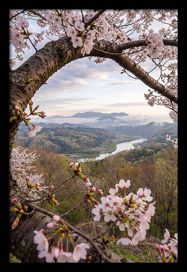 Cherry Blossom Framed View