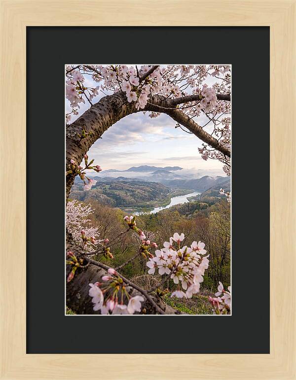 Cherry Blossom Framed View