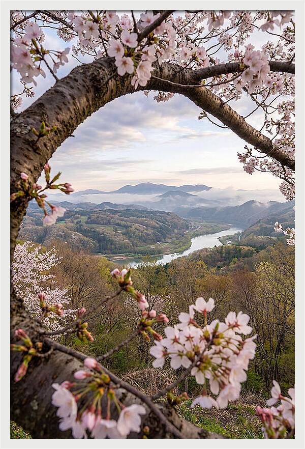 Cherry Blossom Framed View