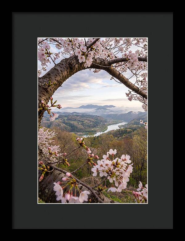 Cherry Blossom Framed View