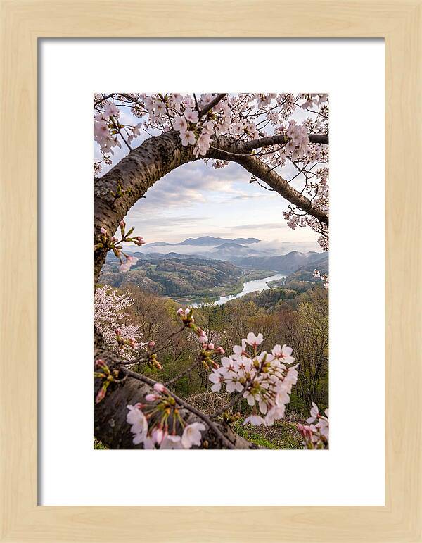 Cherry Blossom Framed View