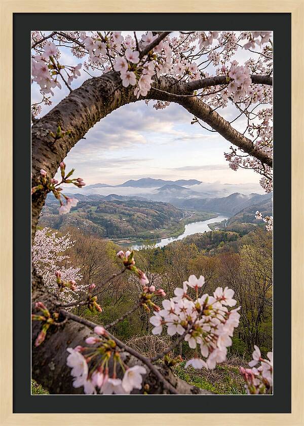 Cherry Blossom Framed View