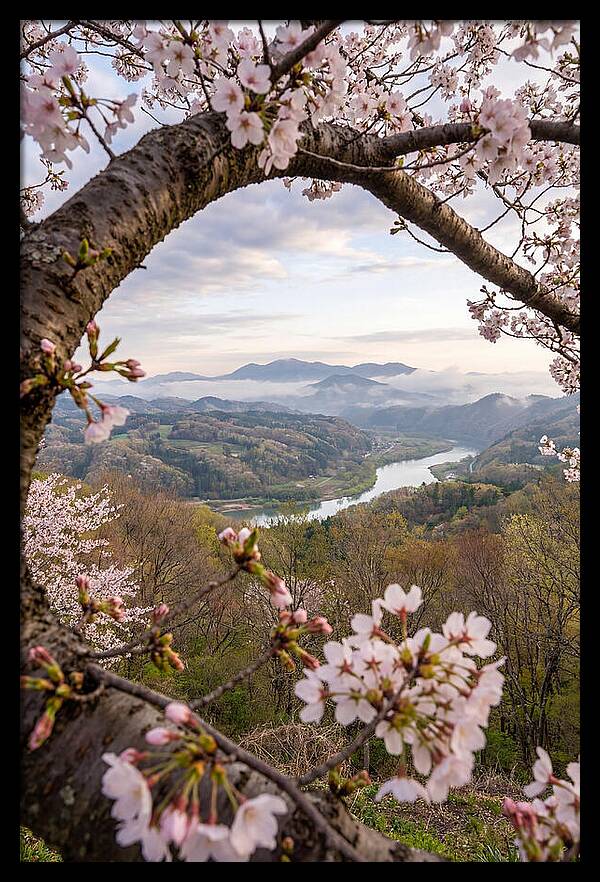 Cherry Blossom Framed View