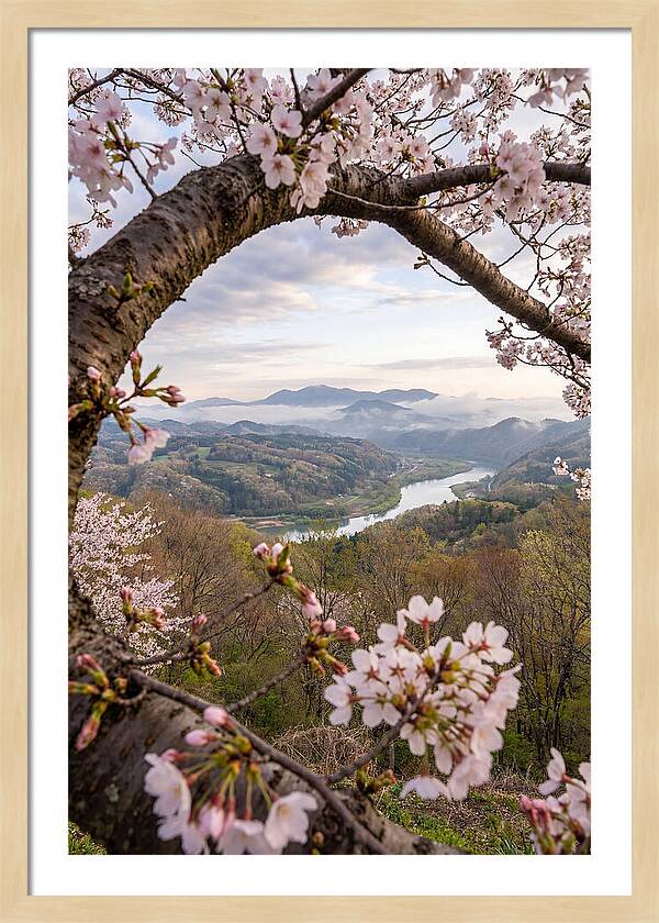 Cherry Blossom Framed View