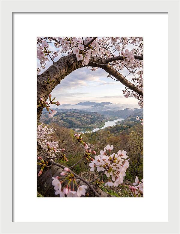 Cherry Blossom Framed View