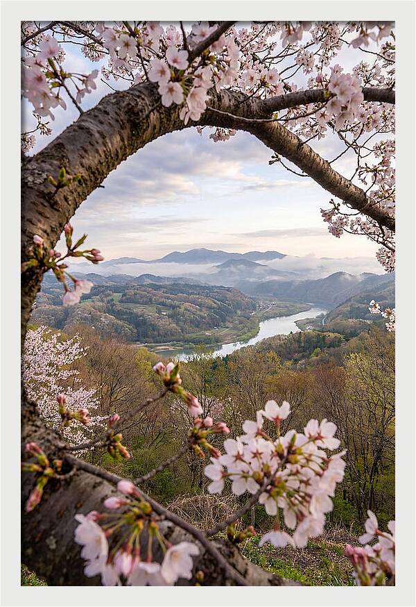 Cherry Blossom Framed View
