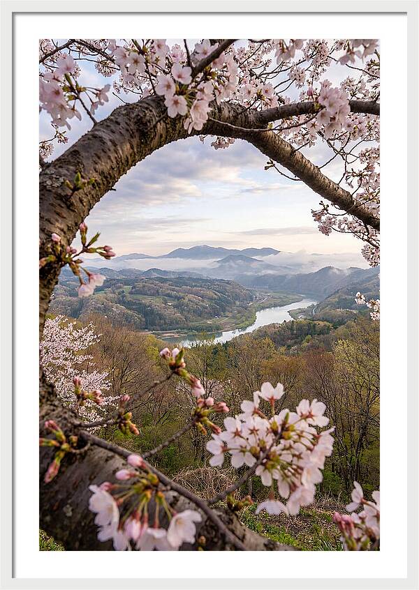 Cherry Blossom Framed View