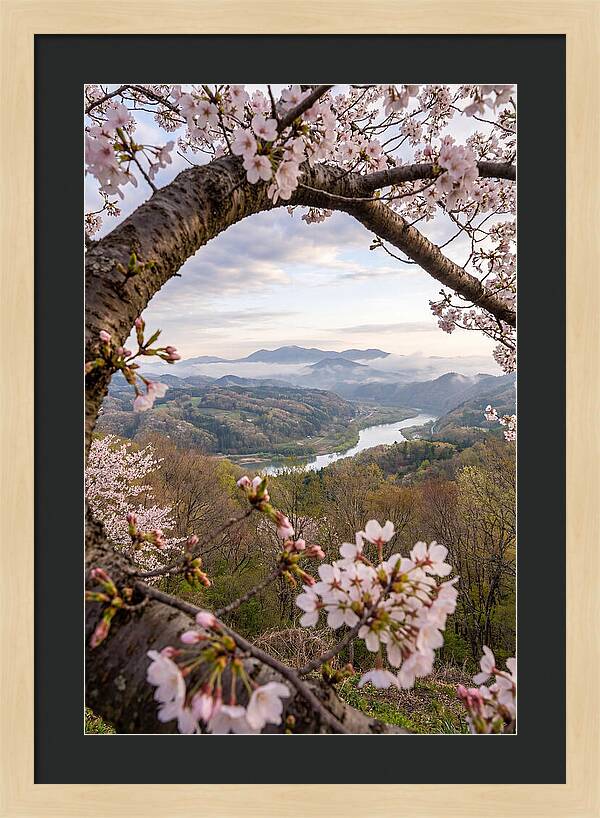 Cherry Blossom Framed View