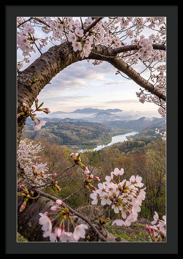 Cherry Blossom Framed View