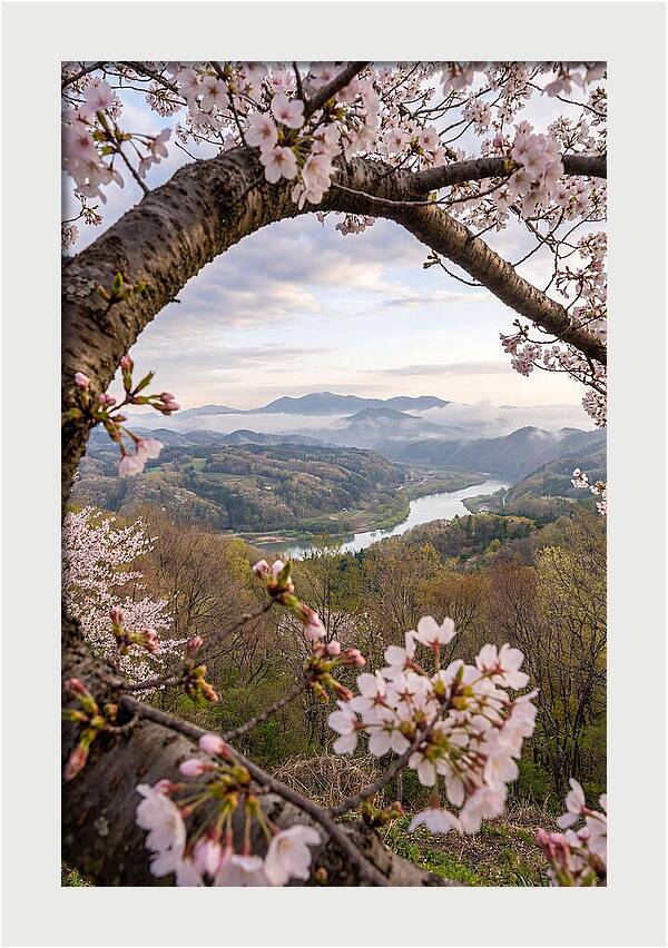 Cherry Blossom Framed View