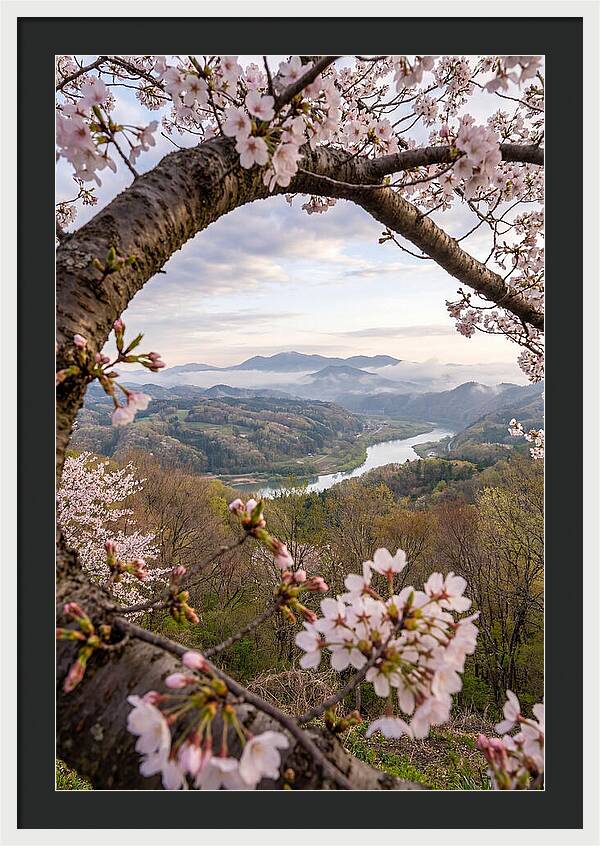 Cherry Blossom Framed View