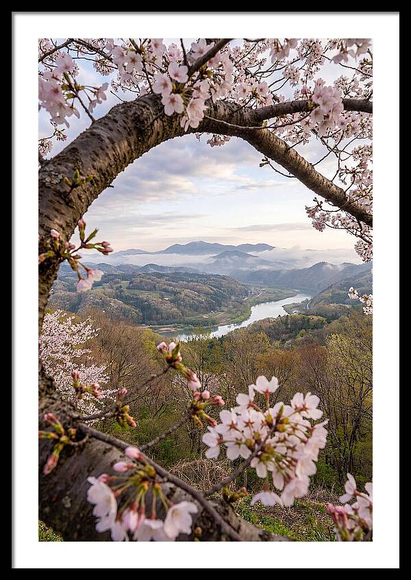 Cherry Blossom Framed View
