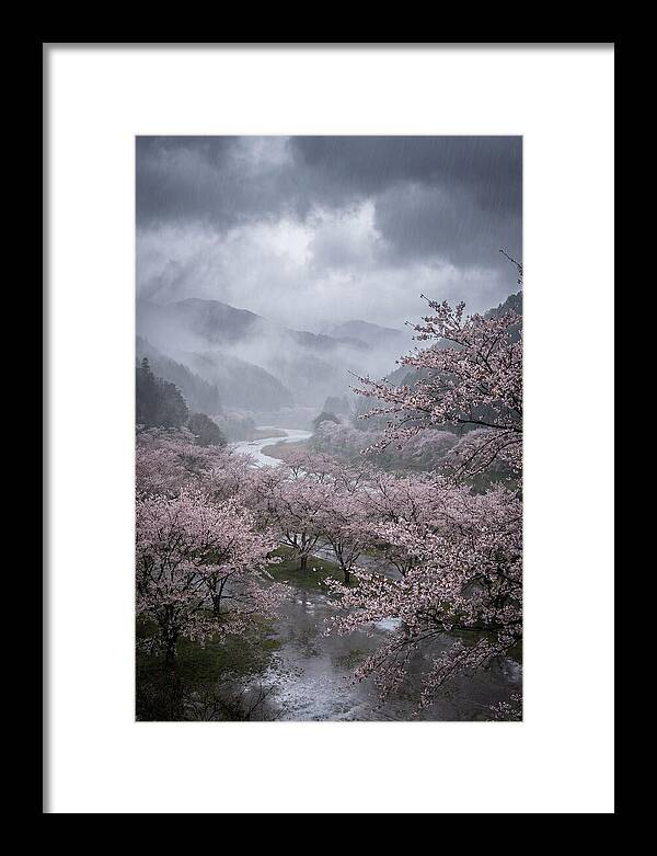 Cherry Blossom Serenade