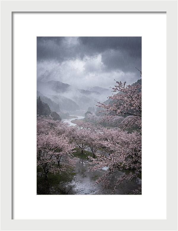 Cherry Blossom Serenade