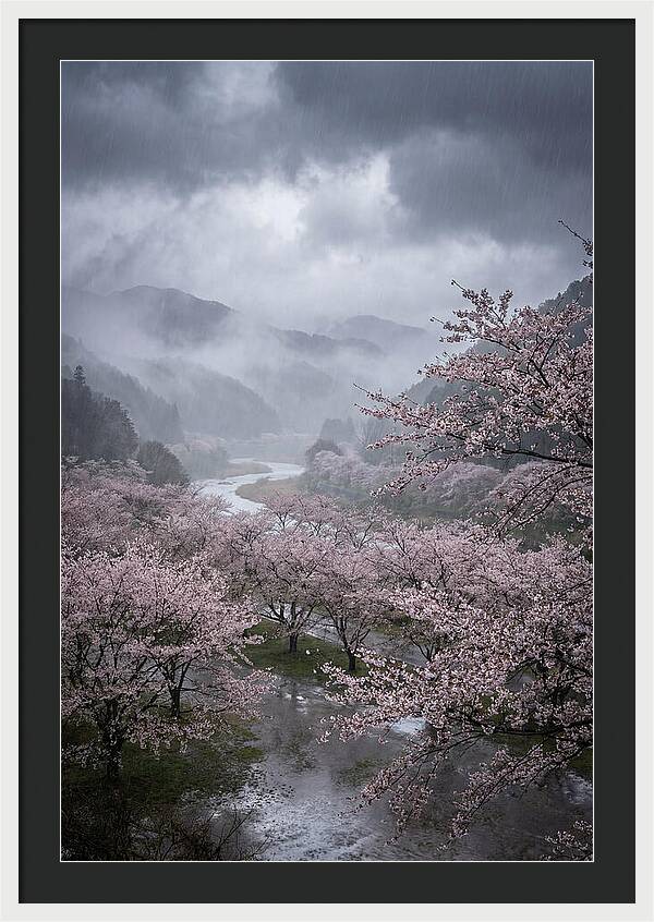 Cherry Blossom Serenade
