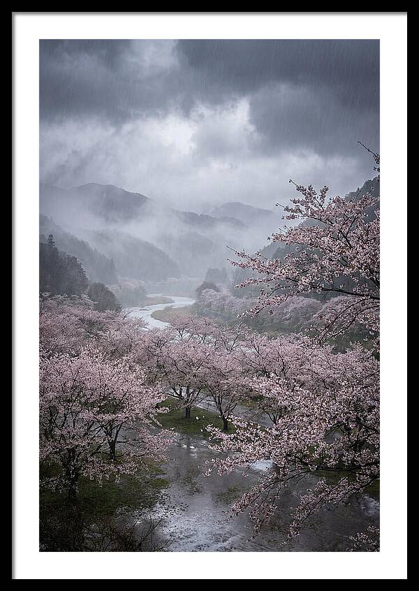 Cherry Blossom Serenade