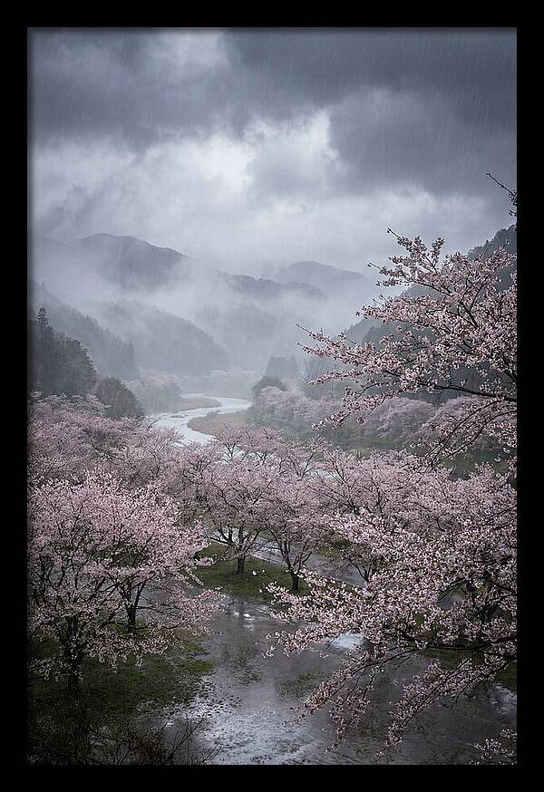 Cherry Blossom Serenade