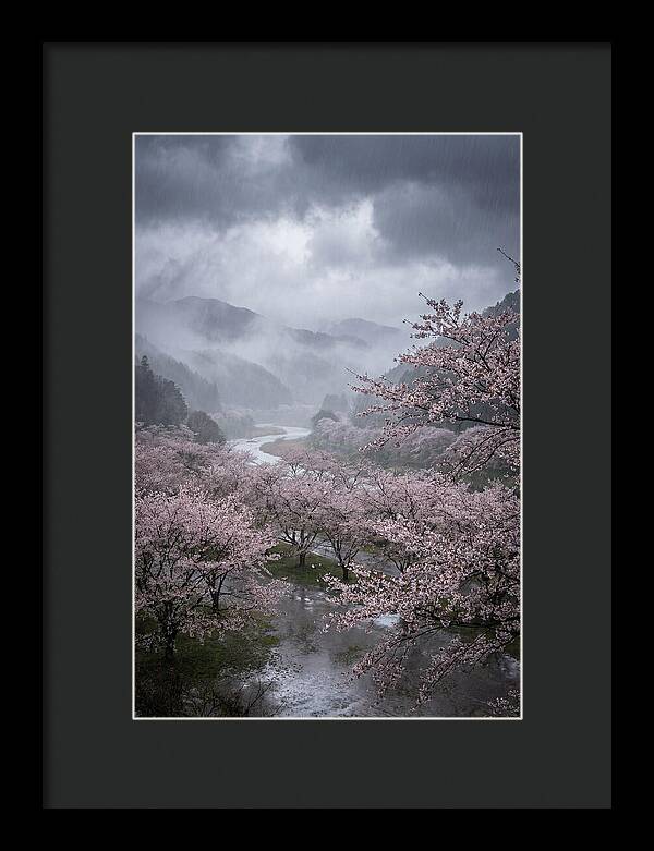 Cherry Blossom Serenade