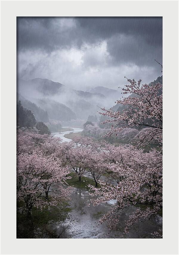Cherry Blossom Serenade