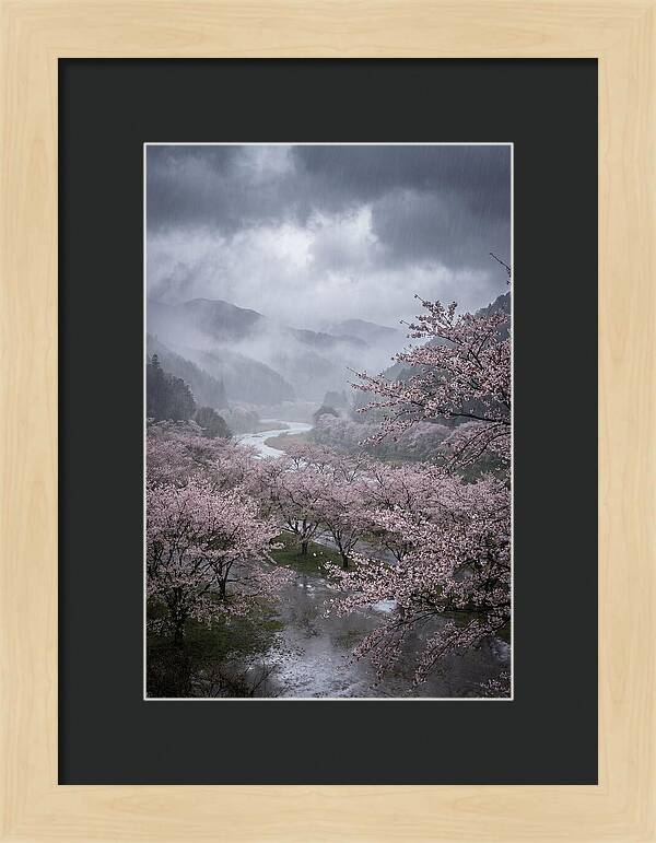 Cherry Blossom Serenade