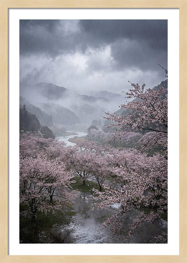 Cherry Blossom Serenade