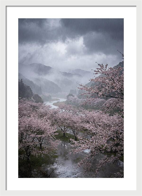 Cherry Blossom Serenade