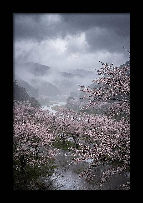 Cherry Blossom Serenade