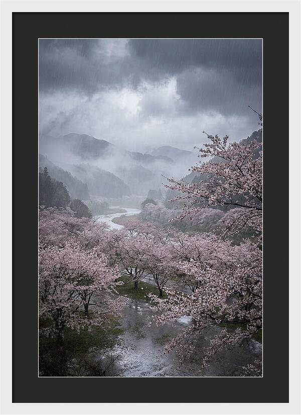 Cherry Blossom Serenade