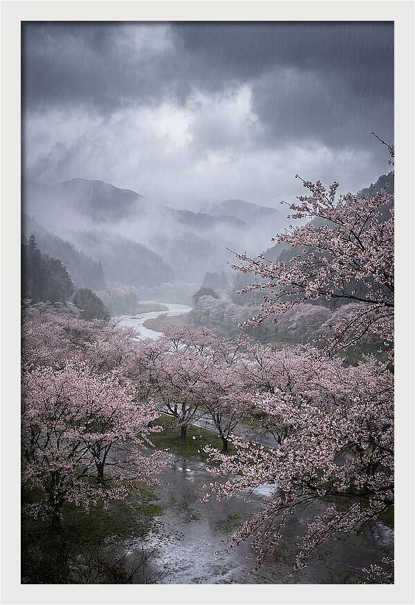 Cherry Blossom Serenade