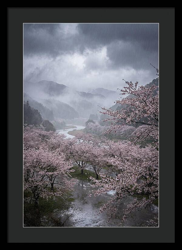 Cherry Blossom Serenade