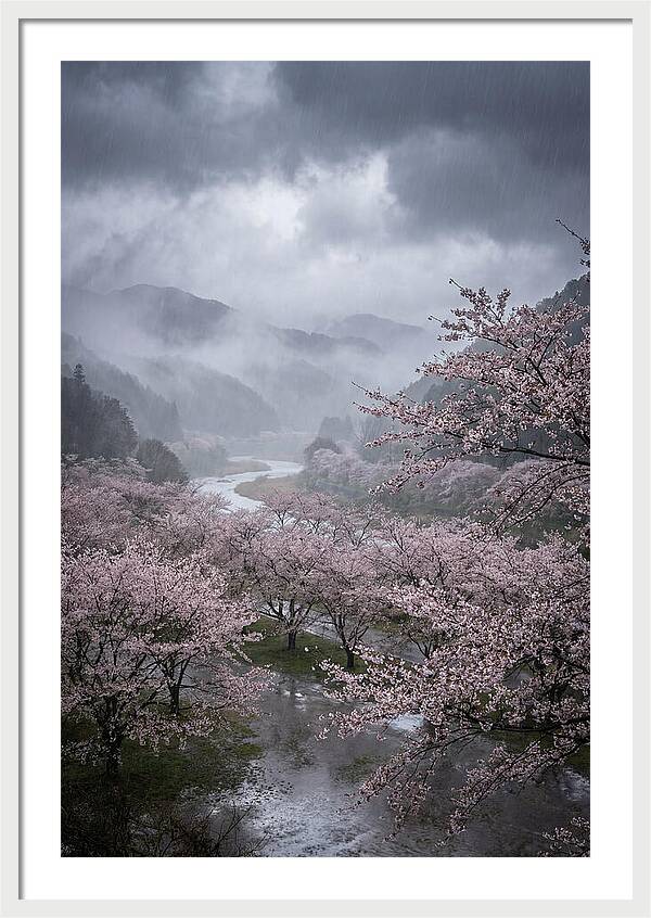 Cherry Blossom Serenade